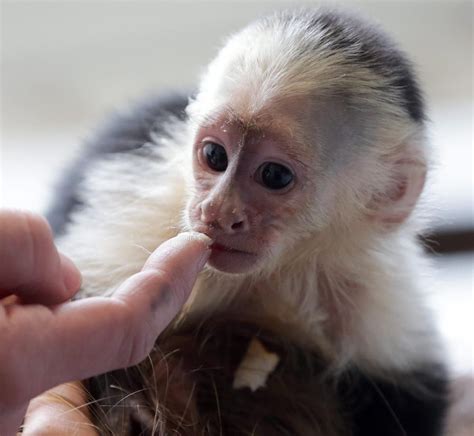 00 US$ We have 2 <b>capuchin</b> <b>monkeys</b> <b>for sale</b> and ready to good homes. . Capuchin monkey for sale in texas